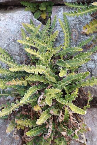 Milzfarn - Asplenium ceterach; Trockenmauer bei Ettlingen (G. Franke)