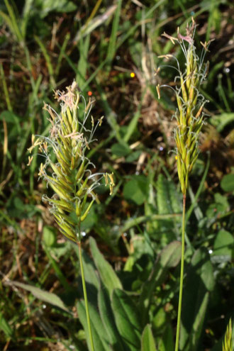Gewöhnliches Ruchgras - Anthoxanthum odoratum; Magerwiese bei Karlsbad-Ittersbach (G. Franke)