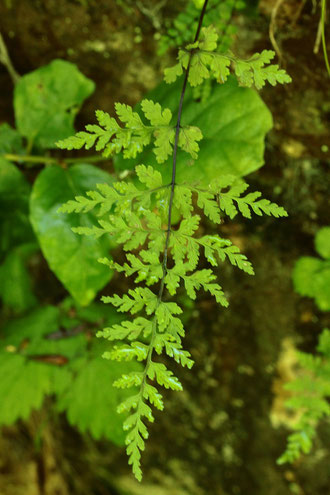 Zerbrechlicher Blasenfarn - Cystoperis fragilis; Karlsbad-Langensteinbach - Mauerfuge, schattiger Standort (G. Franke, 2023)