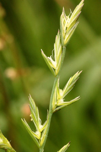 Deutsches Weidelgras - Lolium perenne; bei Karlsbad-Spielberg (G. Franke, 2022)