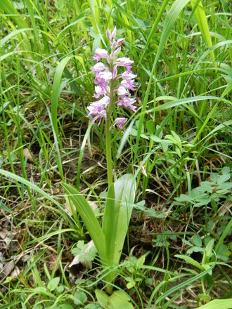Helm-Knabenkraut (Orchis militaris) (Foto: H.-P. Anderer)
