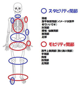 モビリティ関節をスタビリティ関節の解説イラスト