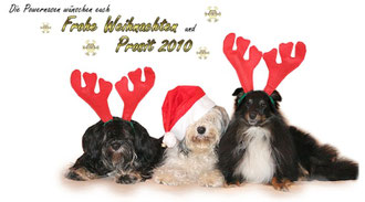 Die Powernasen Tibet Terrier Chin & Hermine und Sheltie Leo wünschen gemeinsam mit Frauchen Nadine  FROHE WEIHNACHTEN und PROSIT 2010!