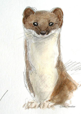 Hemine ( mustela herminea) aquarelle Jean Chevallier