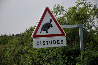 Ralentir ! Cistude d'Europe  - Emys orbicularis