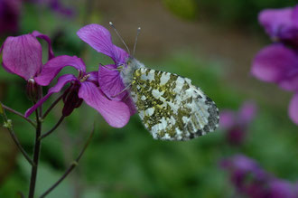 L'Aurore ♀ - Buxerolles (86) - 3004/2006