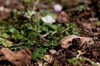 Cardamine hérissée - Buxerolles (86) - 22 mars 2010