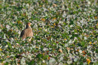 Perdrix grise - Migné-Auxances (86) - 23/01/2011