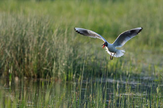 Mouette rieuse - St Michel en Brenne (36) - Mai 2010