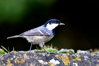 Mésange noire - Buxerolles (86) - Décembre 2008