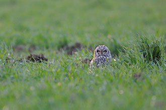 Hibou des marais - Asio flammeus - Craon (86) - 03/03/2011