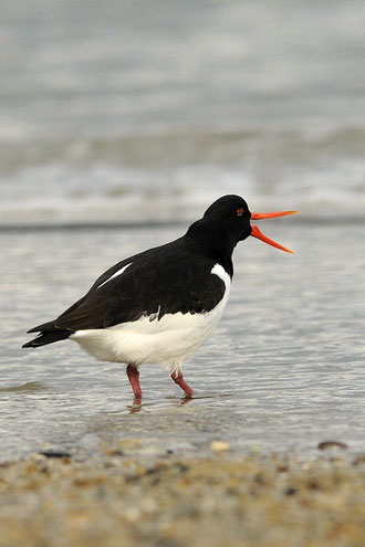 Huîtrier pie - Haematopus ostralegus - Morgat (29) - Février 2010