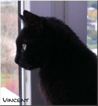 Kater Vincent