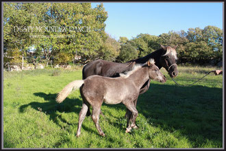 rocky dusty mountain horse ranch