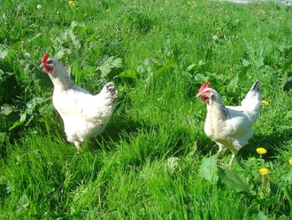 Unsere Hühner sorgen für frische Eier