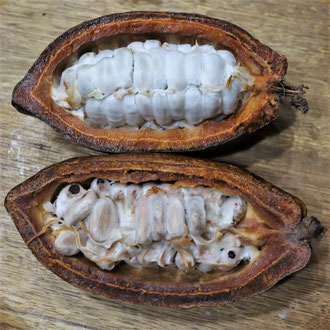 Cabosse avec fèves de cacao fraîches