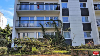 Arbre déraciné au 36 rue du Général Exelmans. © Vélizy Info