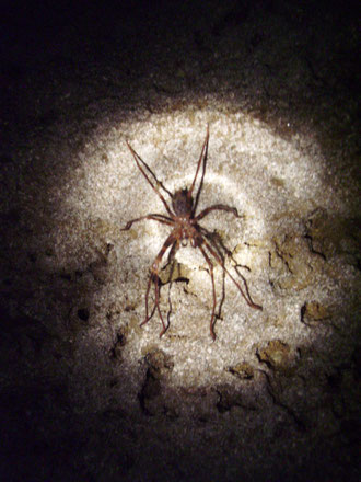 Eine grosse Cave Spider im Licht meiner Taschenlampe