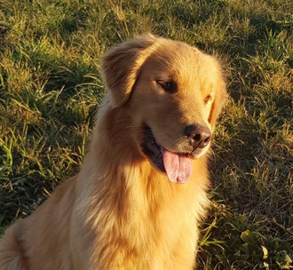 Femmina golden retriever. Allevamento Piemonte