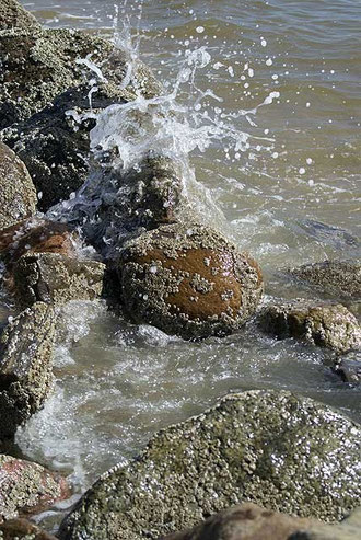 Von Seepocken besetzte Steine am Strand von Blåvand …