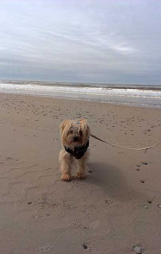 Indra am Strand von Houstrup
