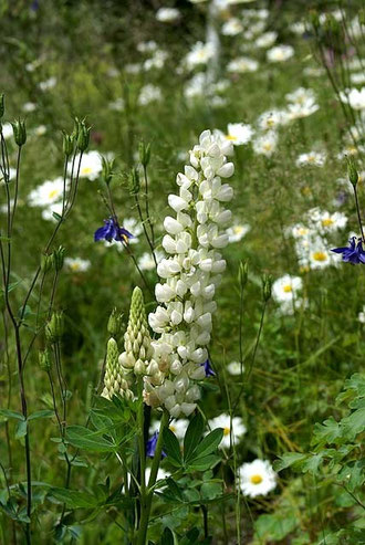 Lupine