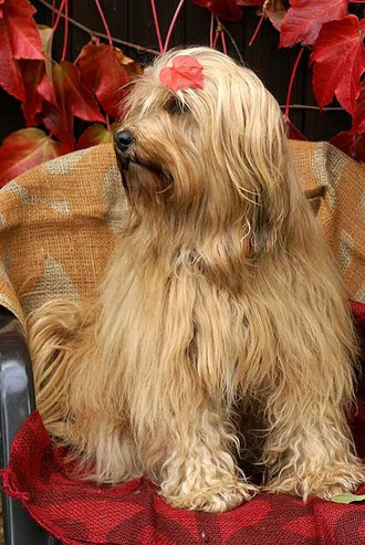 Tibet-Terrier-Hündin Srinagar Danda Bya-ra