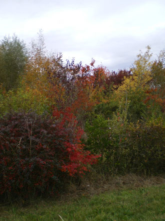 Couleur chatoyantes de l'autome, les rouges vifs, les marrons, les verts jaunissants, les oranges, les pourpres,  les couleurs chantent avant l'hiver