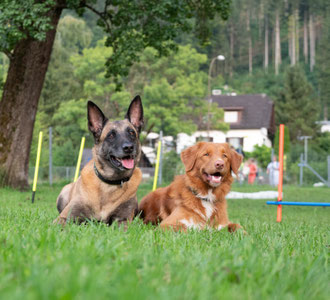 Hundetraining mit Herz und Verstand