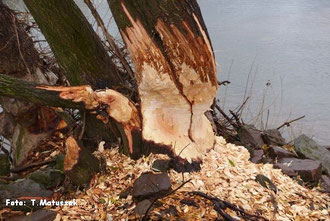 Bäume brauchen die Biber nicht nur als Nahrungsquelle sondern auch, um ihre Zähne zu wetzen, die kontinuierlich nachwachsen