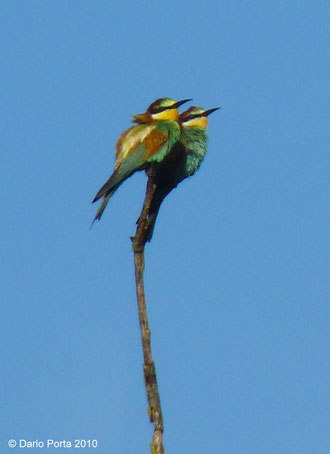 Gruccioni, coppia