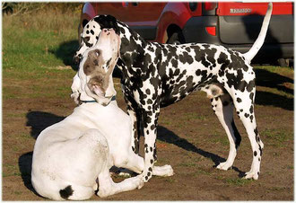 Deutsche Dogge Konrad und Elton vom Furlbach