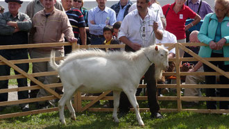 Felix im Ring bei der Ziegenschau 20120 in Bad Windsheim