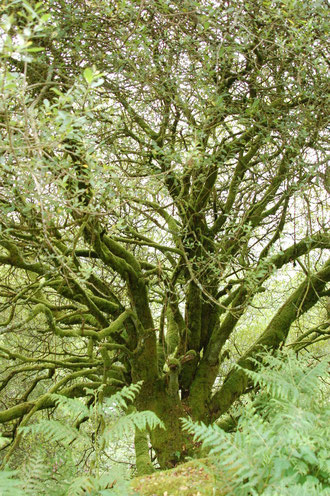 weil der Weg dem See entlang unter Wasser ist, müssen wir den Weg im Burrator Wald nehmen - auch er ist matschig, aber der Wald wildromantisch schön