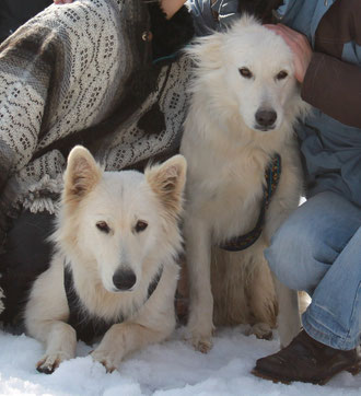 BERGER BLANC TRAINEAU MONTEPELLIER MUSH HUSKY