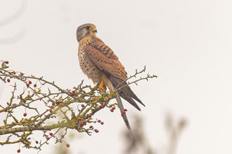 Turmfalke