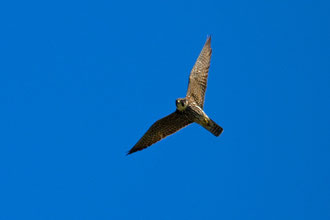 Baumfalke