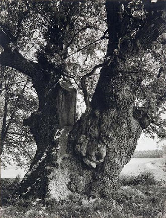 Dicke Eiche bei Borlinghausen, um 1930, Friedrich Schmieding