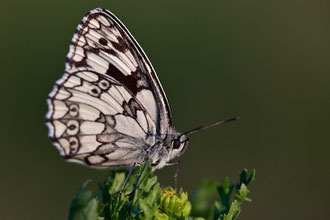 Schachbrett (Melanargia galathea)