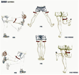 股関節の動き