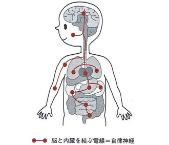 自律神経は脳と内臓を結ぶ