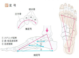 「人体の正常構造と機能」より