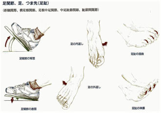 足関節の動き