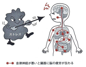 脳の疲労が臓器に伝わる