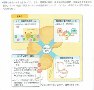 腎臓の働き：恒常性の維持