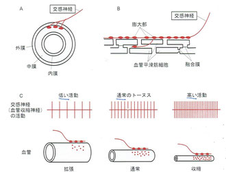 血管の収縮は交感神経と血管平滑筋