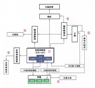 前庭神経核