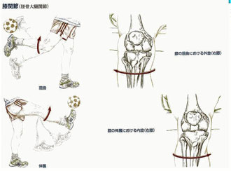 膝関節の動き