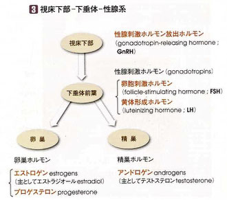視床下部―下垂体―性線系