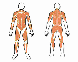 筋膜はボディスーツのように体全体を覆っています。
